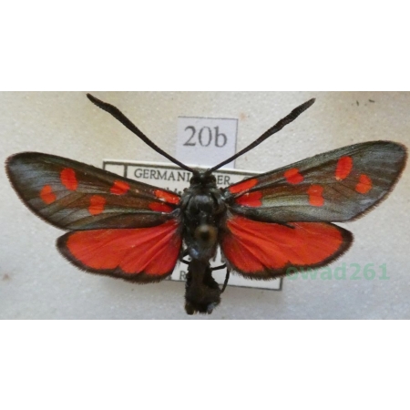 Zygaena transalpina hippocrepidis (Hübner, 1799) Kraśnik transalpejski Deutschland20b